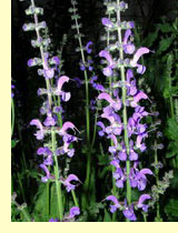 Шалфей луговой (Salvia pratensis L.) Шалфей луговой (Salvia pratensis L.)